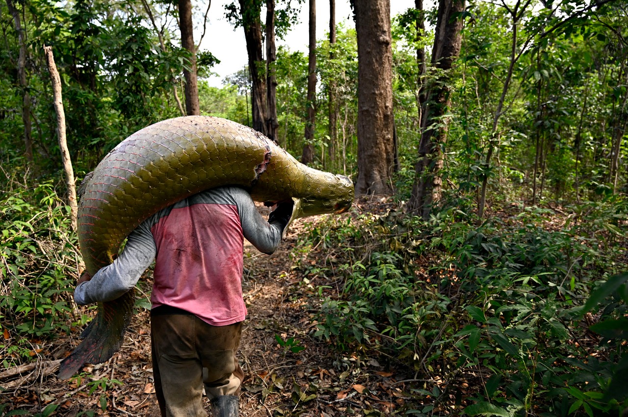 SOCIOBIODIVERSIDADE ][ Governo lança incentivo de R$ 7 milhões para manejo do pirarucu no AM